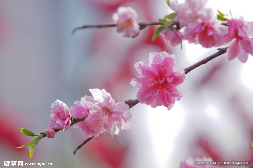 桃花