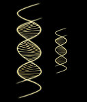 DNA维生素人体代码
