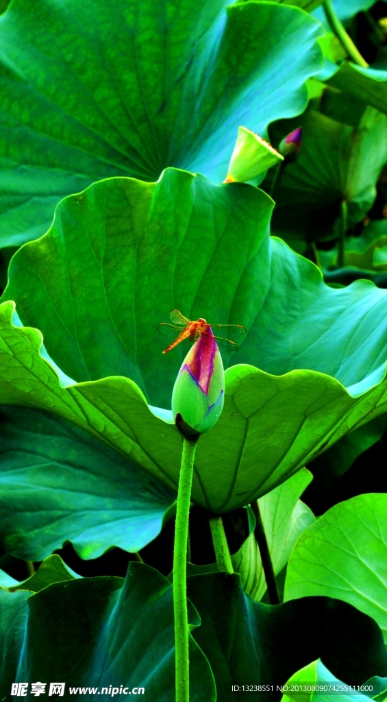 莲花