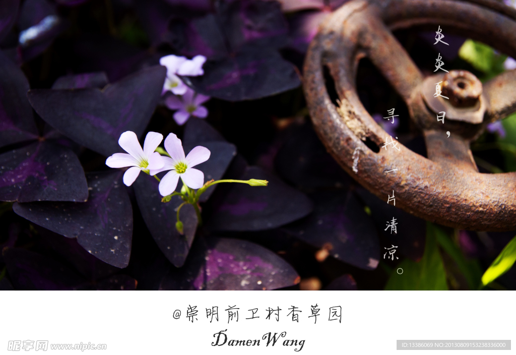 紫色砟浆草