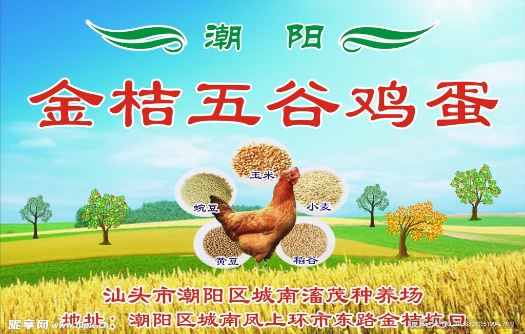 金桔五谷鸡蛋