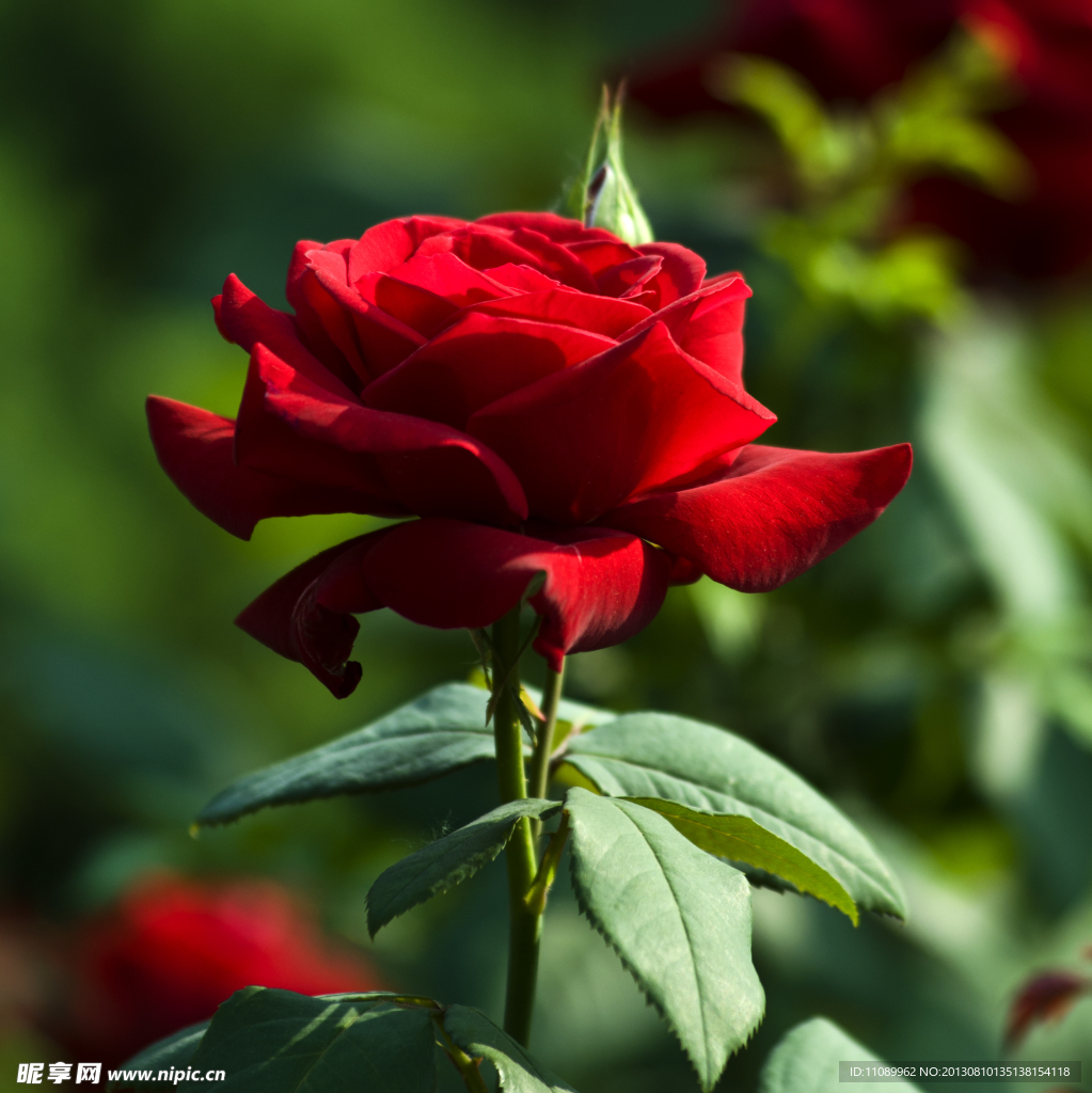 月季花