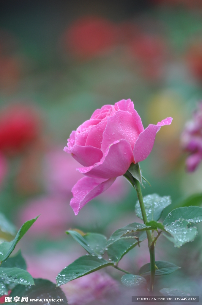 月季花