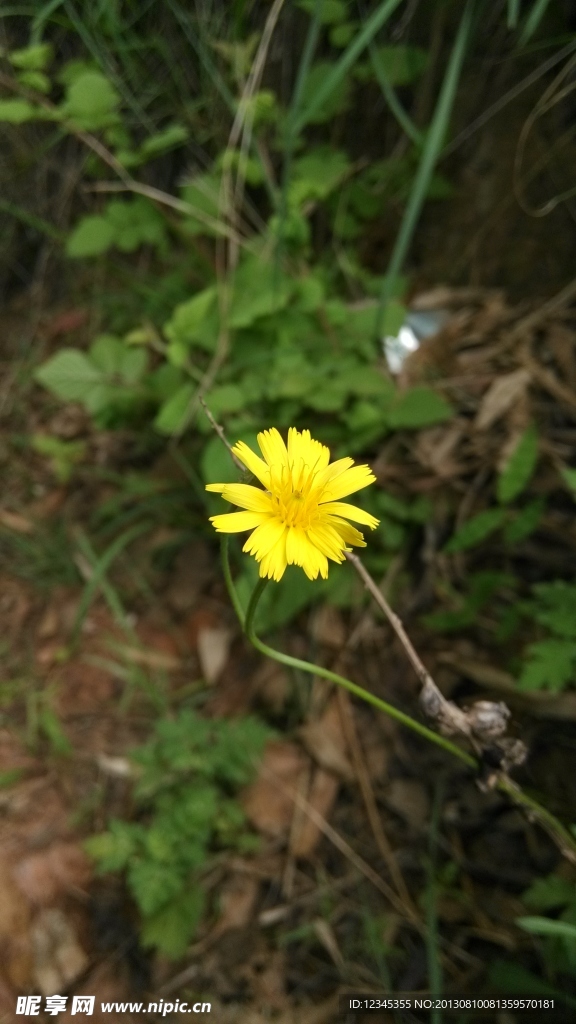 黄色的小野花