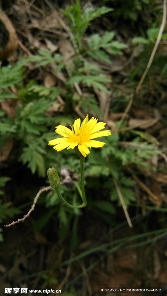 路边的野花