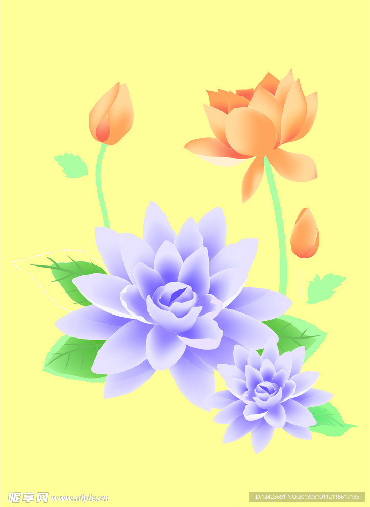 荷花