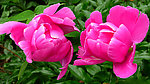 芍药花