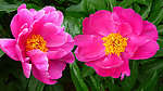 芍药花