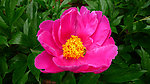 芍药花