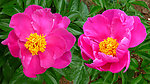 芍药花