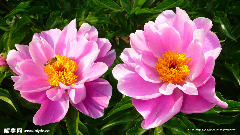 芍药花