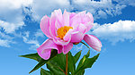 芍药花