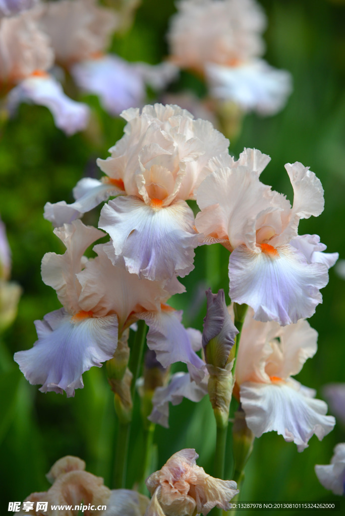 花草