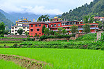 尼泊尔稻田