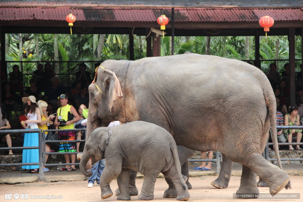 泰国 大象 表演
