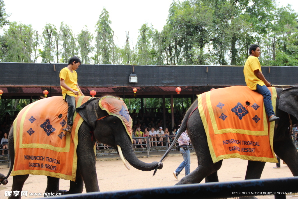 泰国 大象 表演