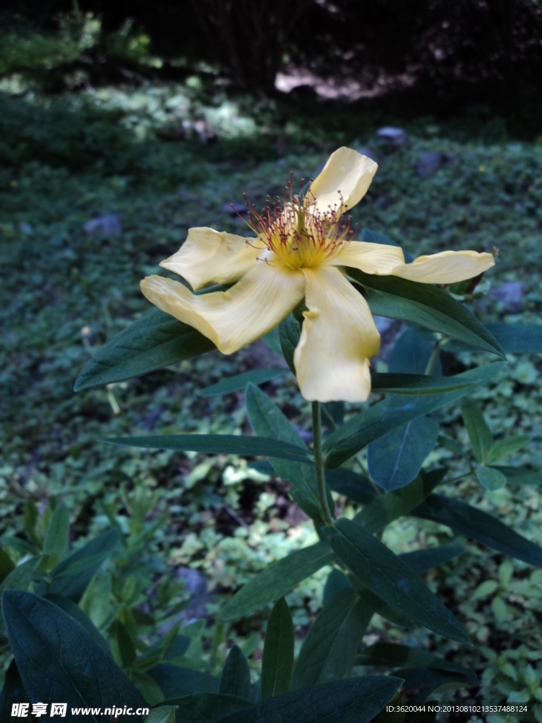 野黄花