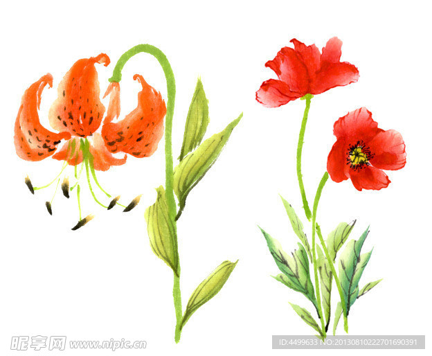 百合花