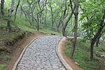 林荫小路