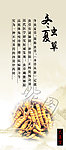 冬虫夏草海报