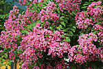紫薇花