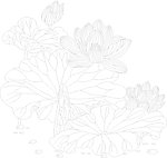荷花
