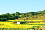 油菜花