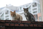 花猫