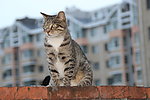 花猫