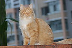 黄猫