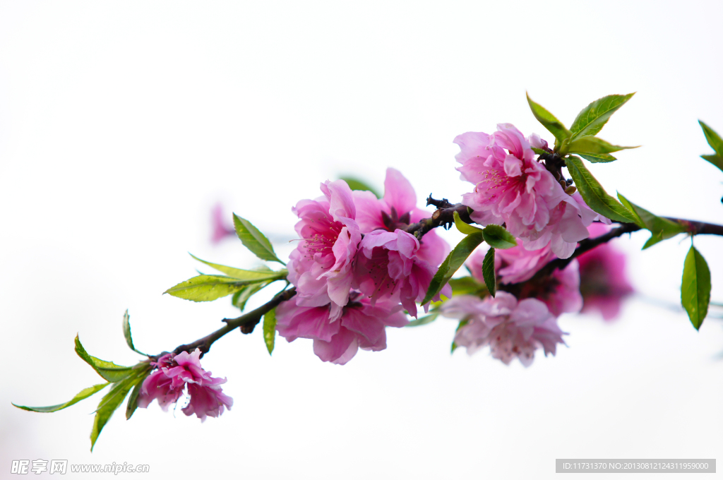 桃花