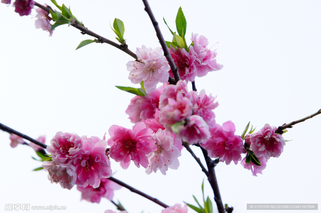 桃花