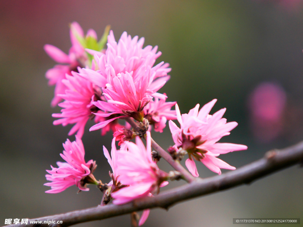 桃花