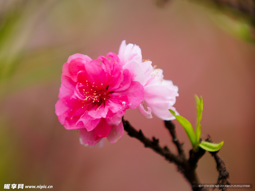 桃花