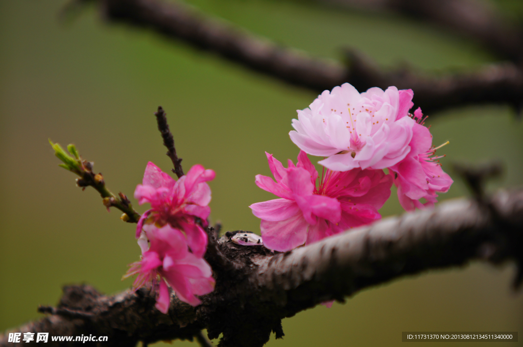 桃花