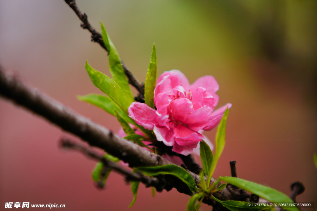 桃花