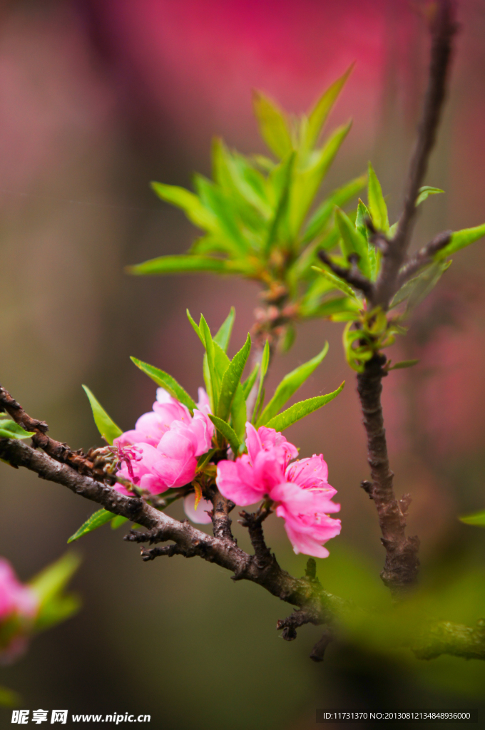 桃花