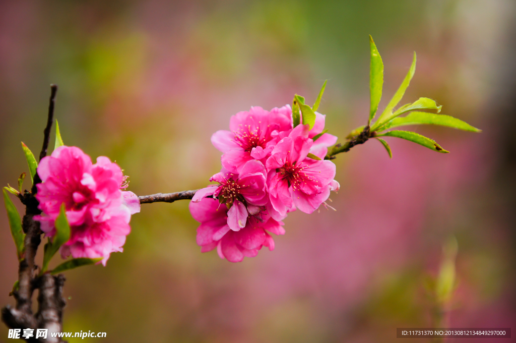 桃花