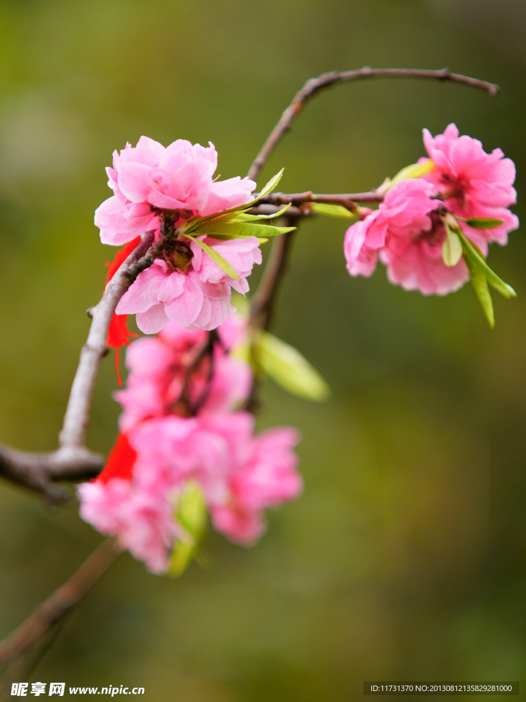 桃花