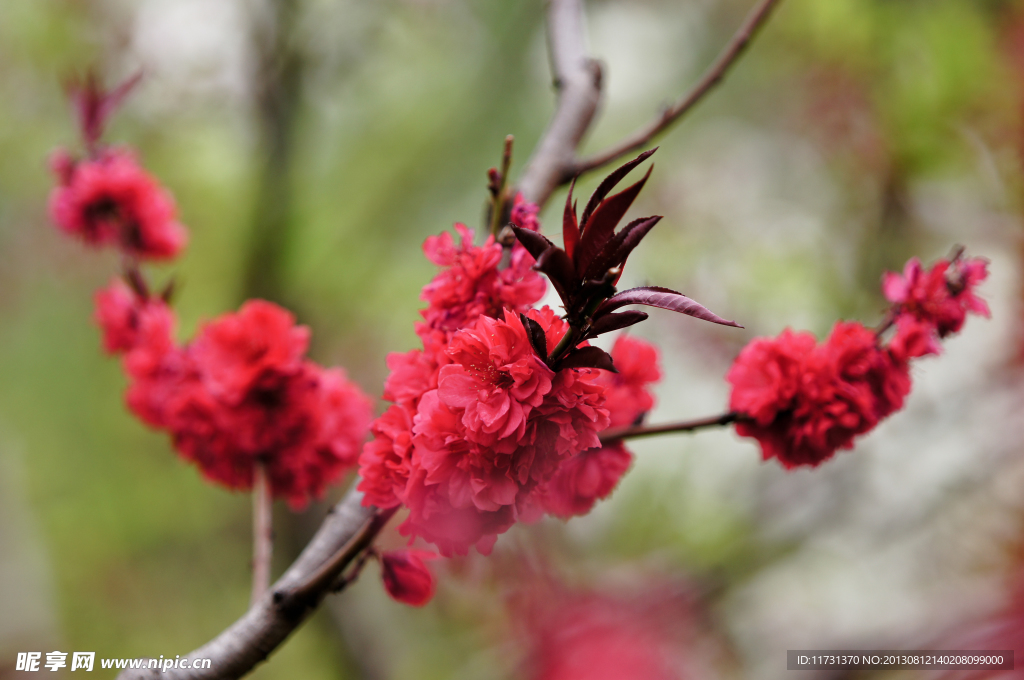 桃花