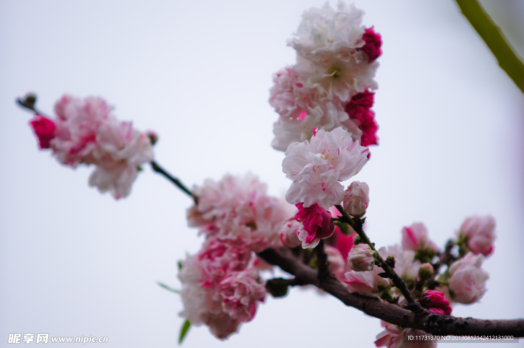 桃花