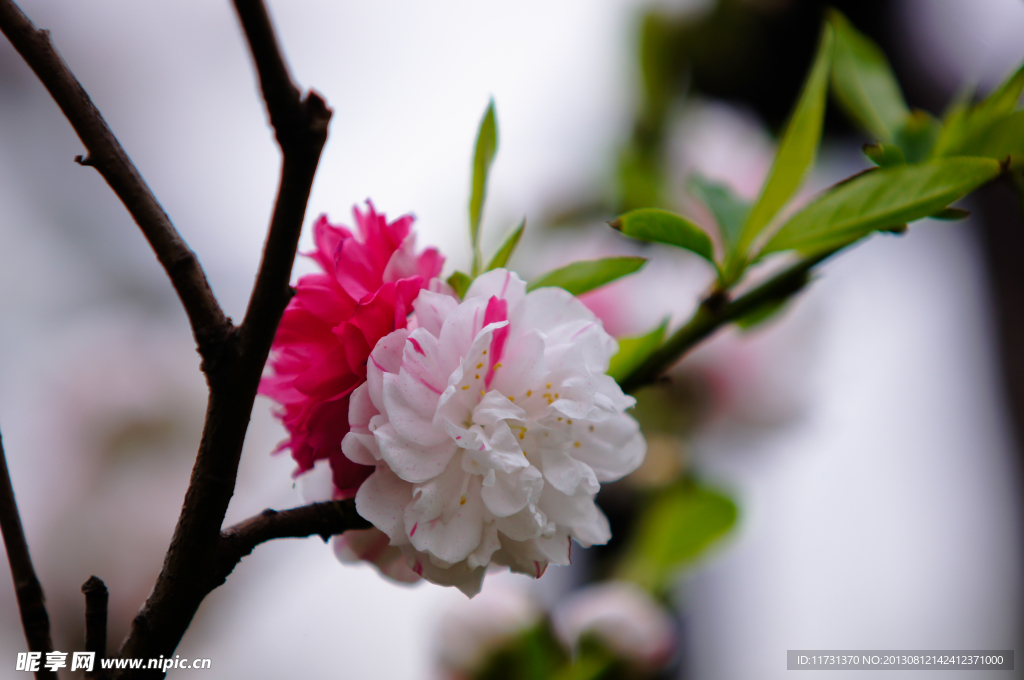 桃花