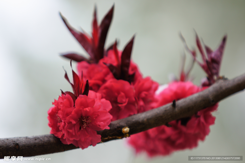 桃花