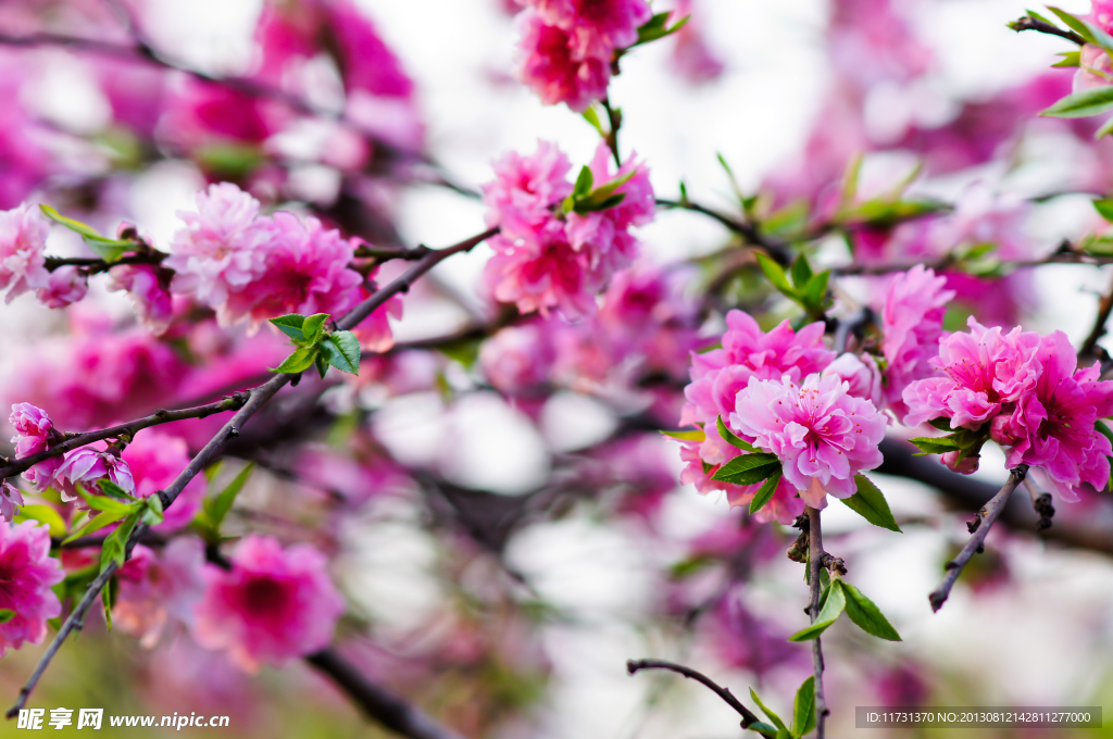 桃花