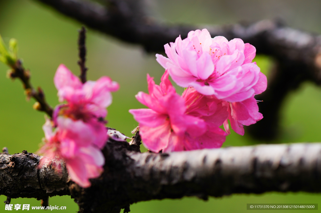 桃花