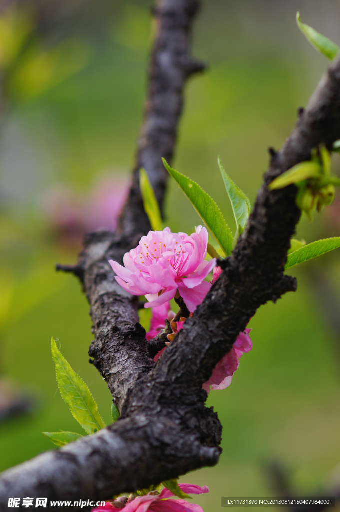 桃花