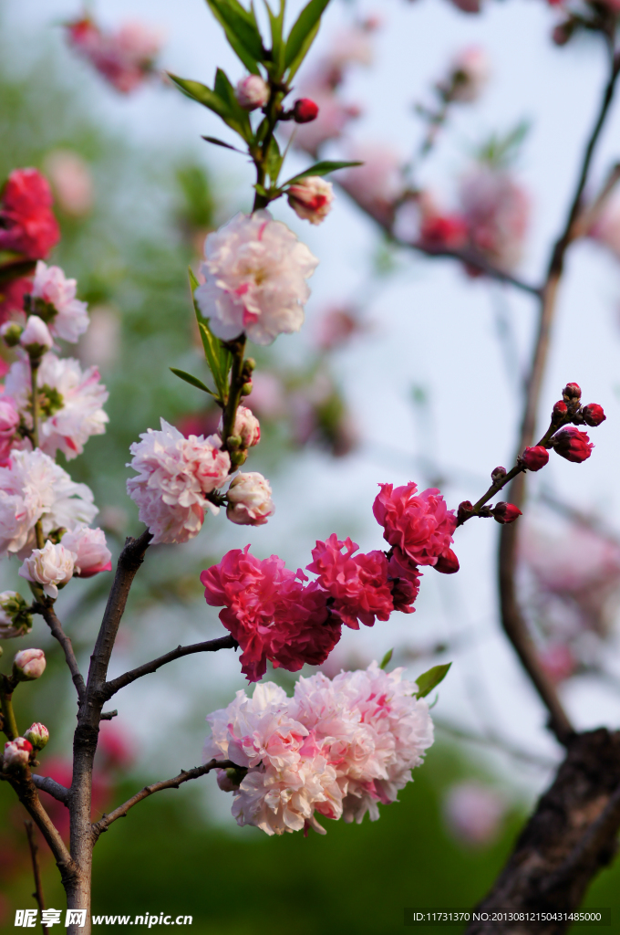 桃花