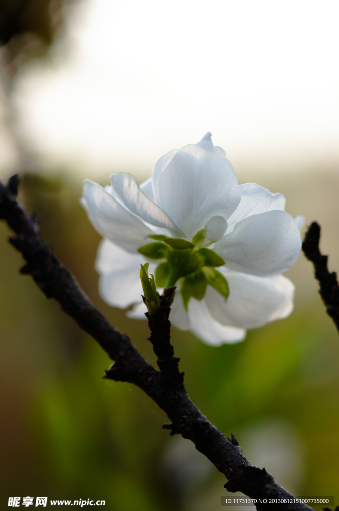 桃花