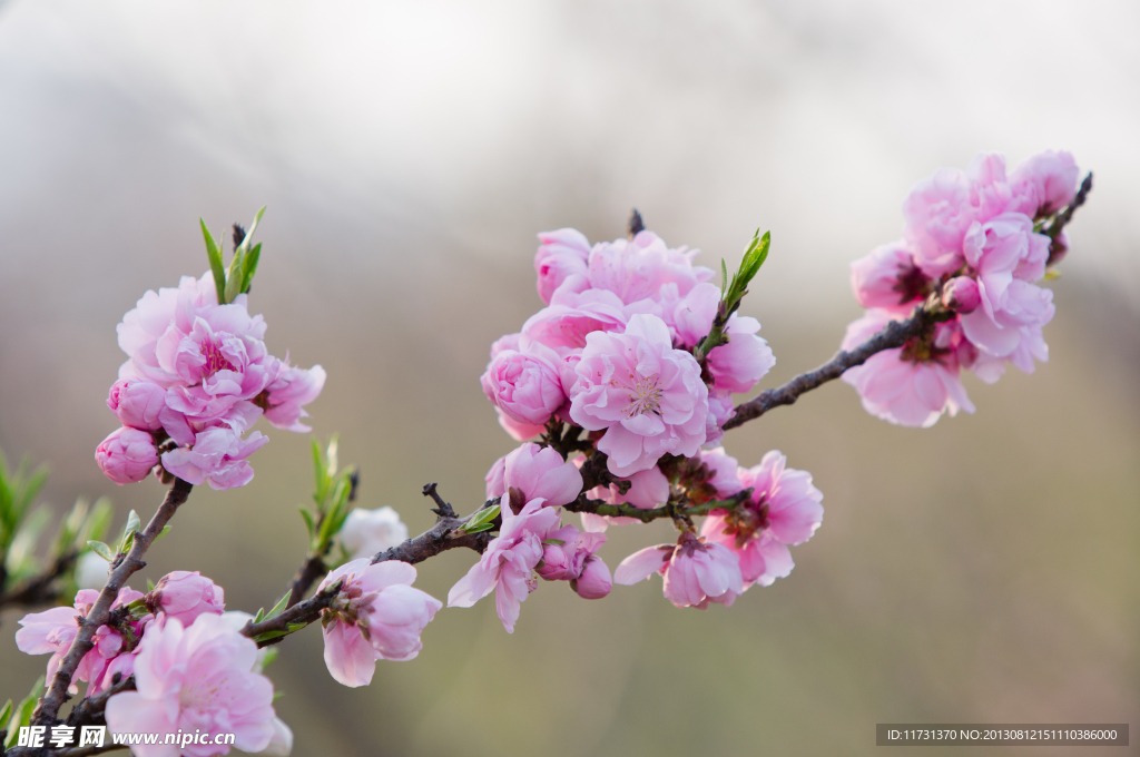 桃花