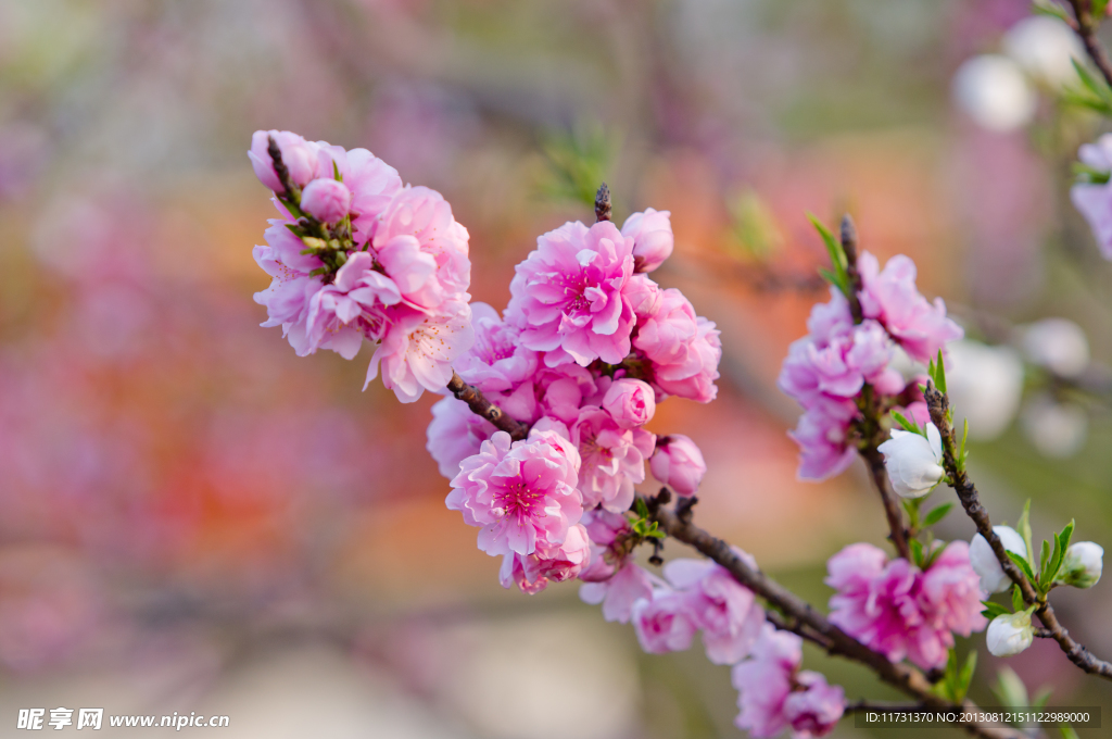 桃花